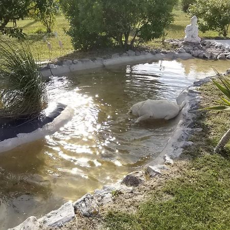 Casa Ochruros Panzió Salir de Matos Kültér fotó